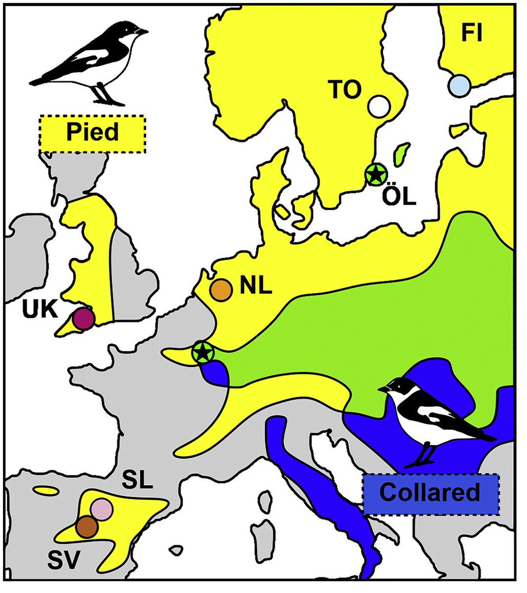 New publication alert! Species-specific song responses emerge as a by-product of tuning to the local dialect 
Thanks to all co-authors for all your hard work!
doi.org/10.1016/j.cub.…
@CurrentBiology