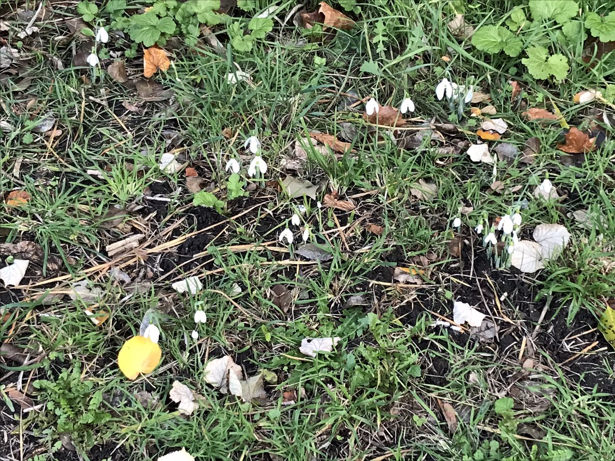 Robert Howard tweet media