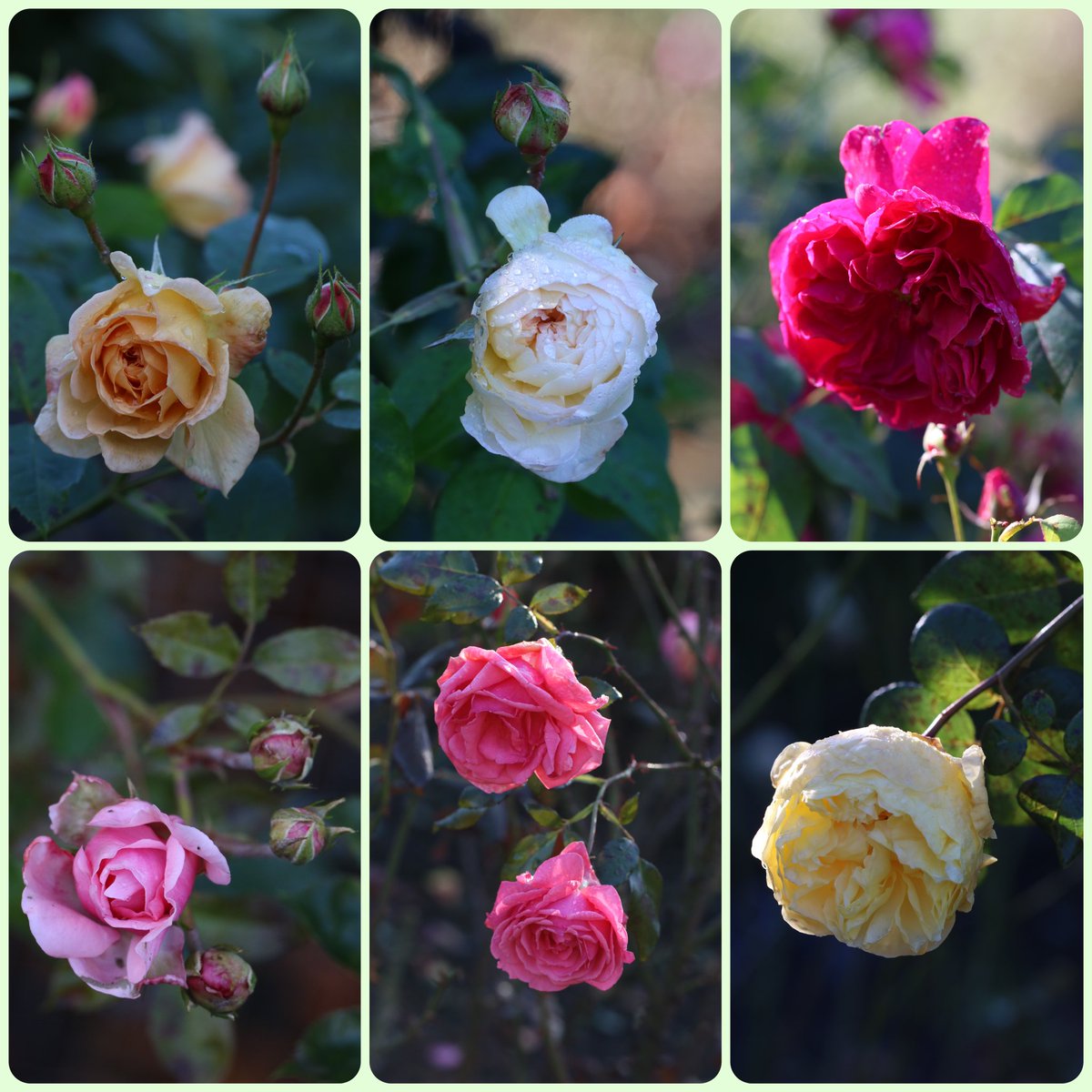 A collection of October roses for #RoseWednesday courtesy of the wonderful rose garden at #DunhamMassey #Altrincham #Cheshire #NationalTrust