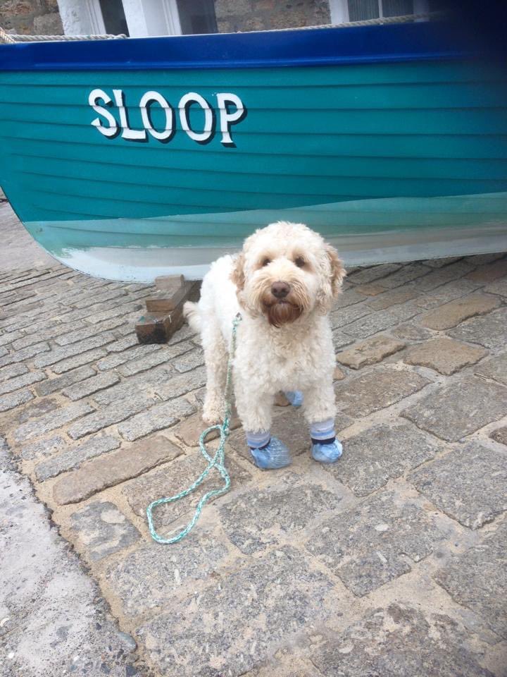 CornishSpliced's tweet photo. This popped up this morning in memories. It’s when I had to keep my feet dry as a pup 🐶 My original Green/white/white/Green traditional Cornish Spliced lead is still going strong from 6 years ago. #memories #cornishspliced #puppydays https://t.co/UnfFbZBxn7