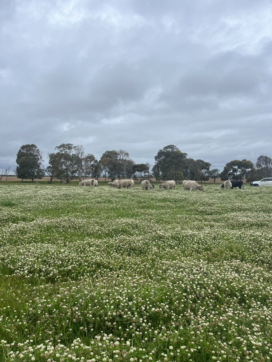 lukegreen450's tweet photo. Some happy cows https://t.co/YErtnkzkeC