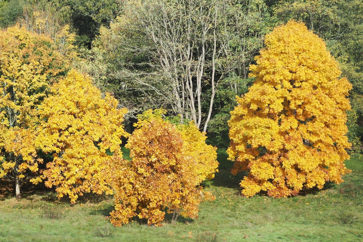 Good morning, autumnal yellow at the Winkworth Arboretum 😊