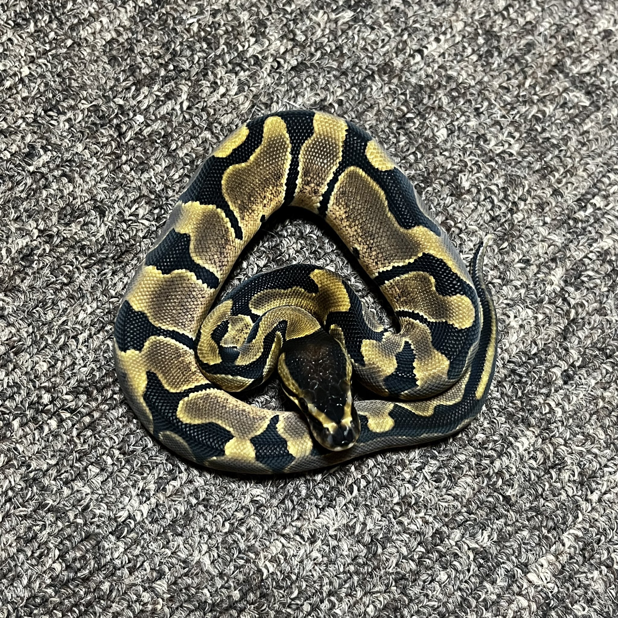 Bp Supply ボールパイソン ブリーディング グループ Ballpython Jp Twitter