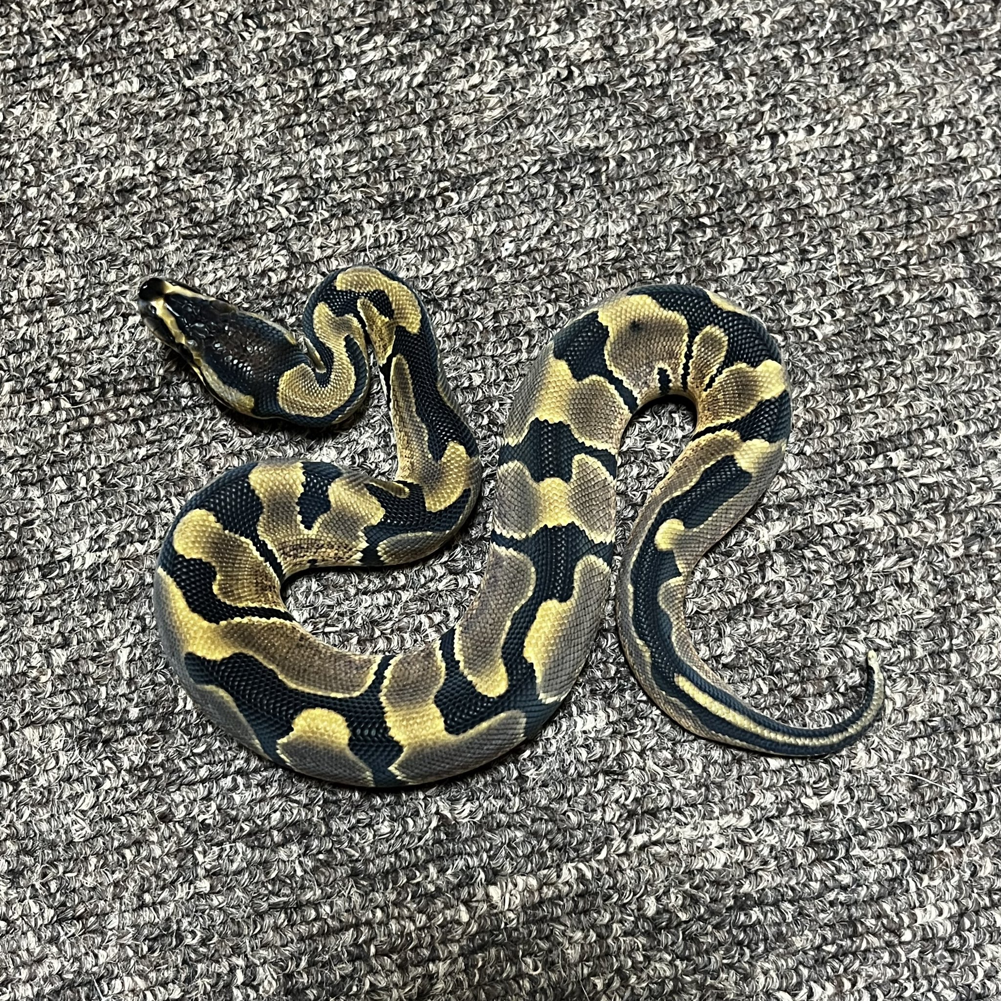 Bp Supply ボールパイソン ブリーディング グループ Ballpython Jp Twitter