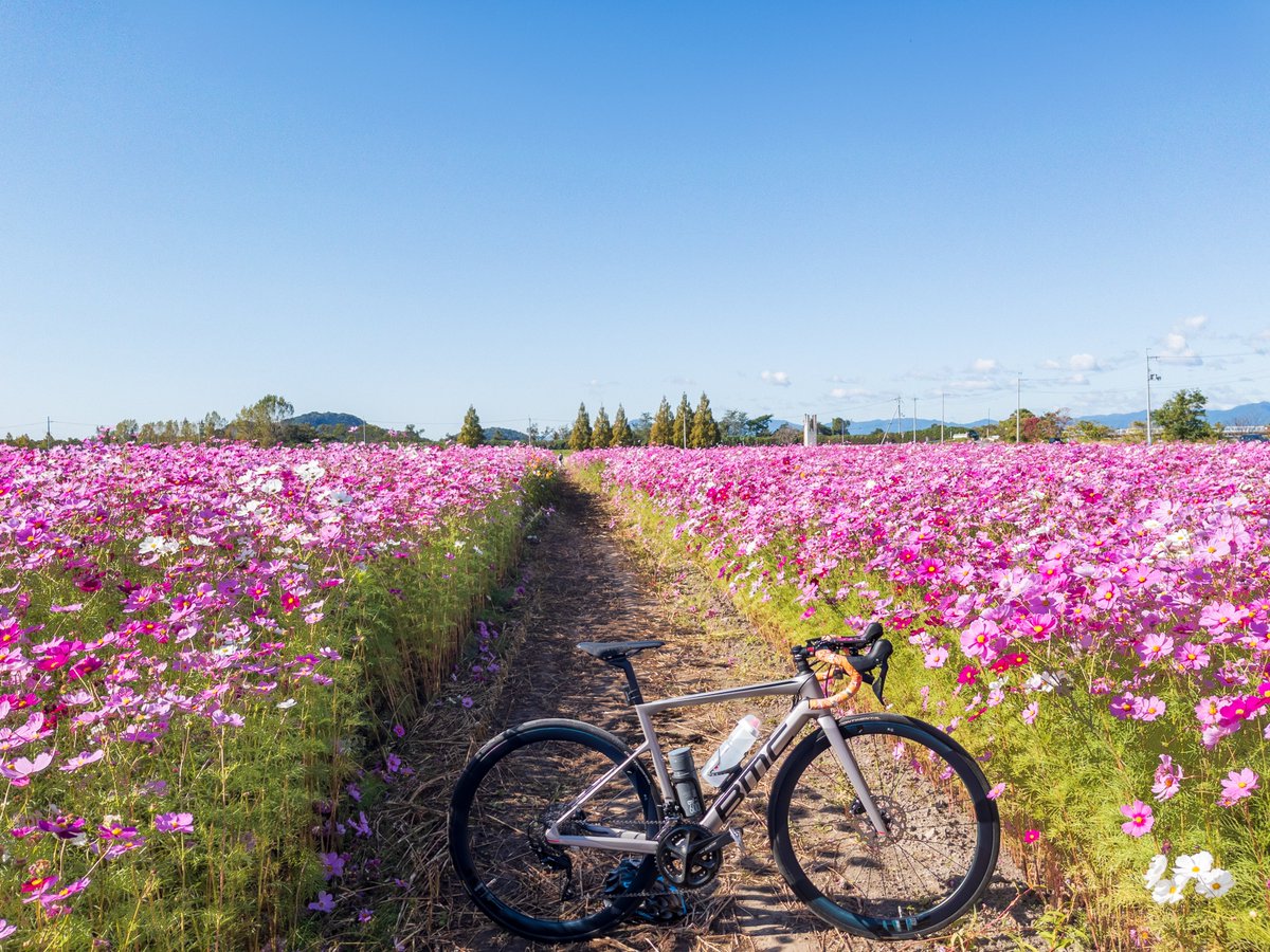_tossy_'s tweet photo. 本日はお日柄もよく、仕事も休みだったので、そりゃ走るさ。

#ロードバイク #roadbike #BMC #BMCTEAMMACHINE #BMCSLR #BMCTEAMMACHINESLR #CYCOLOGY #サイコロジー #ポタリング #ポタリングフォト https://t.co/2iTNkQczCx