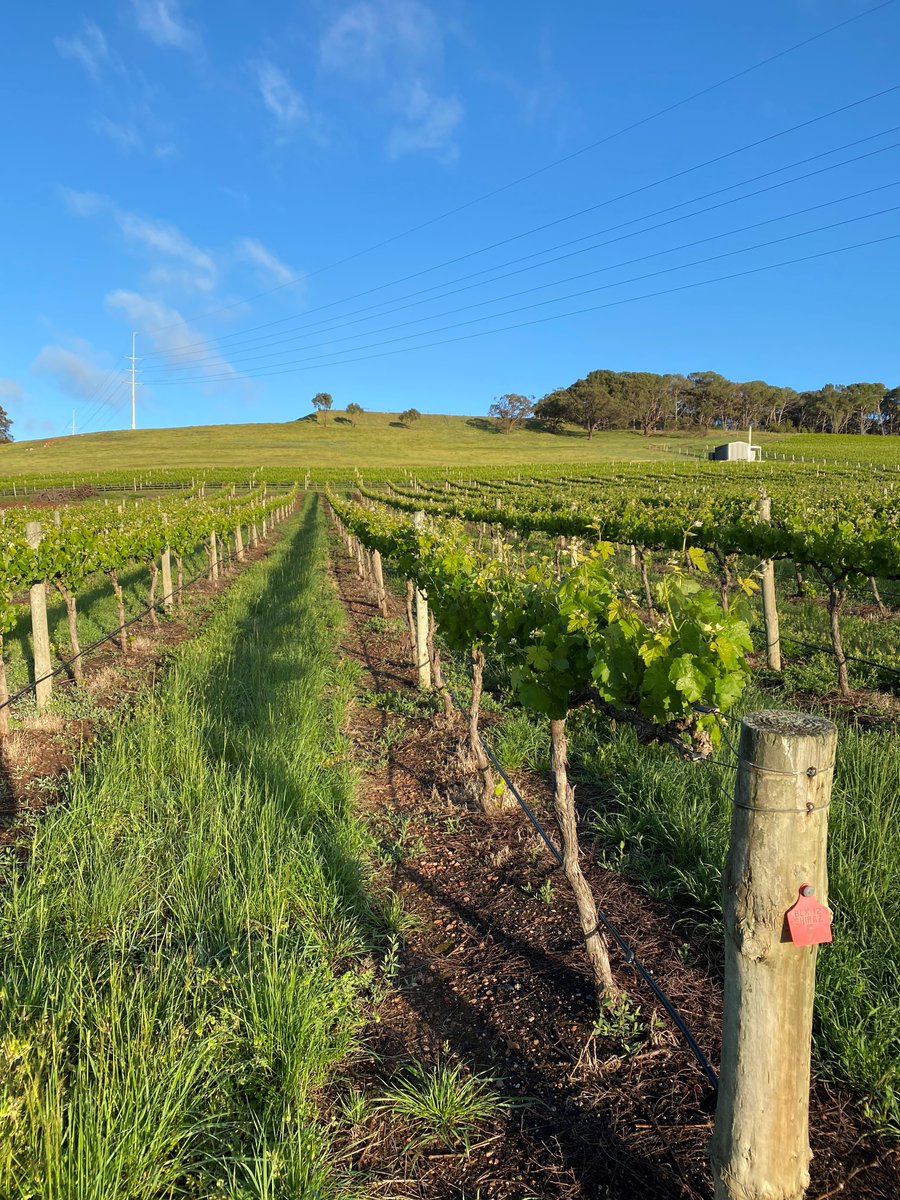 pirathon's tweet photo. Pirathon vineyards in South Australia
#wine #wineyards #southaustralia #barossa #shiraz #pirathon #redwine #wineenthusiast #winelover #enjoylife https://t.co/dWCEqmQ2RF