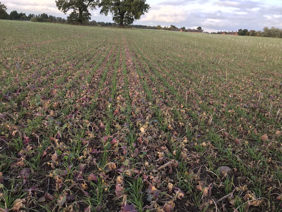 parker419's tweet photo. Heritage wheat coming along nicely 😁
No slug pellets used now for 3 years once you get soil functioning and the plant has the right nutrition the garbage disposal unit is not needed😜
#intelligentfarming https://t.co/7s3SFX8lcd