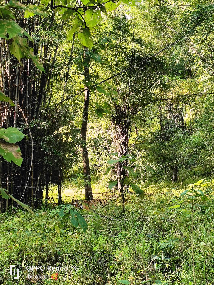 amit_mawaskar's tweet photo. Like every work gets bonus in Diwali, similarly this morning our Semadoh Jungle Safari of Melghat also got bonus in the form of sighting of Tiger.
#semadohjunglesafari #melghatjunglesafari
#tiger #melghat #kolkas
@magical_melghat https://t.co/Hfz7Bvw26V