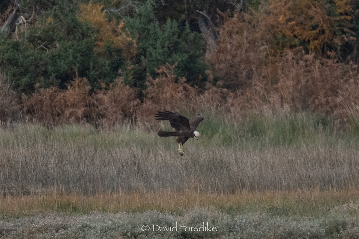 David_Forsdike's tweet photo. Marsh Harrier at Middlebere… 17-10-22  @DorsetBirdClub @harbourbirds @BirdGuides @BirdSpotUK @DorsetWildlife @DWTBrownsea #marshharrier @ChrisGPackham @HannahStitfall https://t.co/ktTnQjqiIc