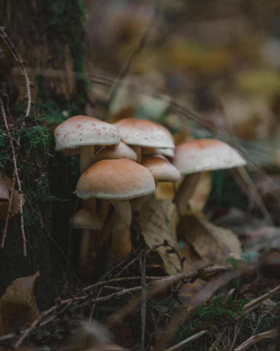 MotleyFuru's tweet photo. RT @NiklasZphoto: Some mushrooms for Tuesday?!
Enjoy guysπππ
.
.
.
#mushrooms #fall #fallseason #autumn #forest #forestphotography #vintage #vintagephotography #moody #green #leafs #greenleafs #photography #nature #naturephotography #sonyalpha #edit β¦ https://t.co/JgzEu6nk24