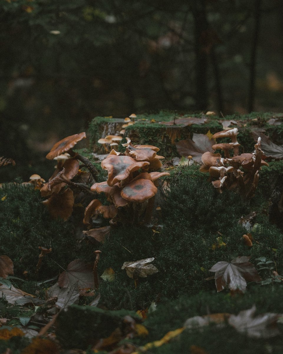MotleyFuru's tweet photo. RT @NiklasZphoto: Some mushrooms for Tuesday?!
Enjoy guysπππ
.
.
.
#mushrooms #fall #fallseason #autumn #forest #forestphotography #vintage #vintagephotography #moody #green #leafs #greenleafs #photography #nature #naturephotography #sonyalpha #edit β¦ https://t.co/JgzEu6nk24