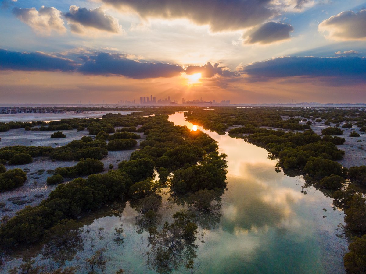 What an incredible #MangrovePhotographyAwards 2022! 🌿📷🌎💚🦀🐟🐅

Check out the fantastic #mangrove gallery with images from all over the world showing the beauty of these incredible #forests. This has been our biggest and most diverse exhibition ever 

photography.mangroveactionproject.org/gallery/gallery