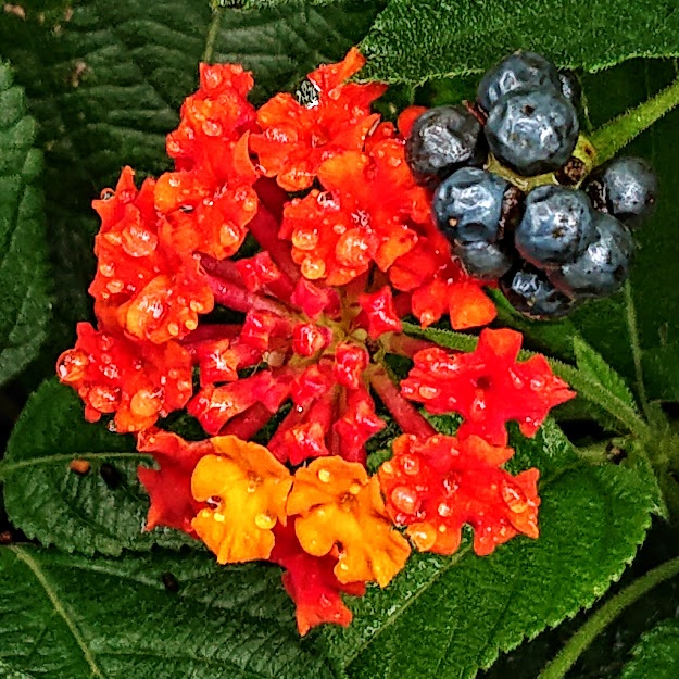ランタナの花言葉と由来 自然植物図鑑
