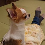 ツイートに含まれる画像