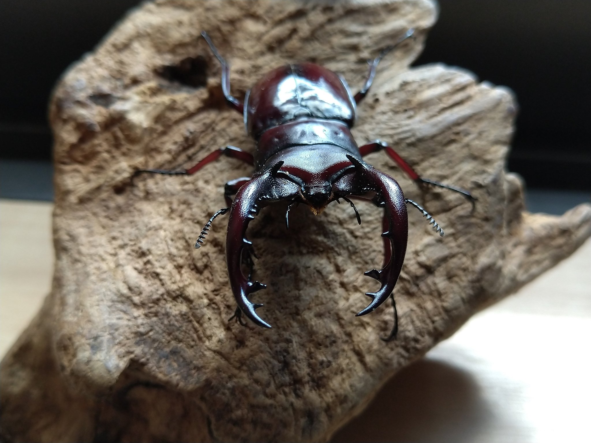 Sparkle Beetle】アドゥンクスフタマタクワガタ♂70mm♀40mm ペア
