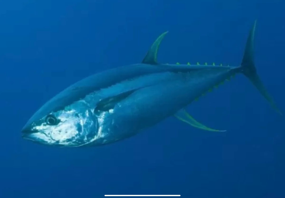 Bravo US 🇺🇸! A huge marine reserve in the Pacific Ocean has led to the recovery of tuna and other migratory fish around its borders . The Papahānaumokuākea Marine National Monument in Hawaii is almost four times the size of California. buff.ly/3Dh0ueT