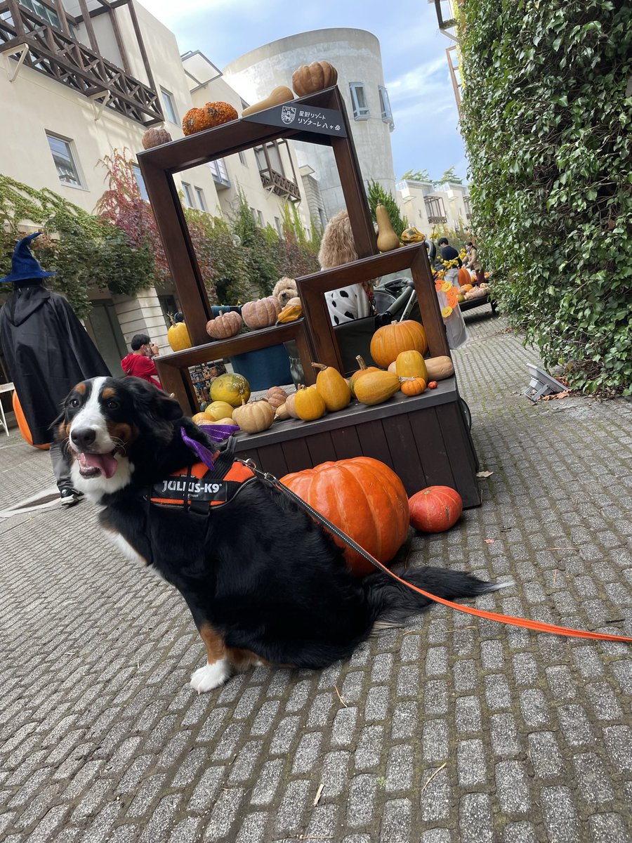 ハロウィン🎃👻
エルちゃん羽が生えてる🐶

＃ハロウィン
＃星野リゾート　#リゾナーレ八ヶ岳
＃バーニーズマウンテンドッグ