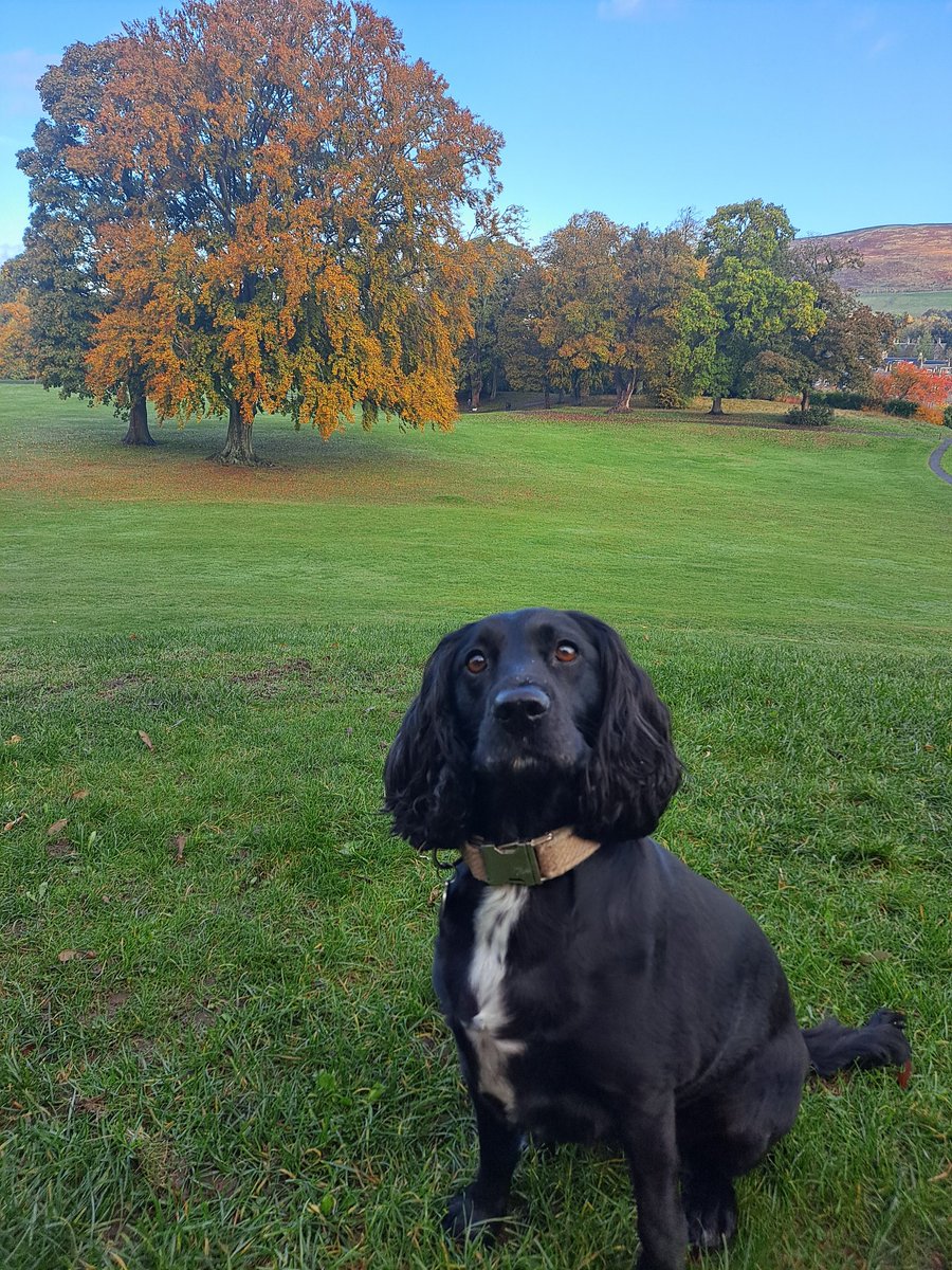 MrKMcDonald's tweet photo. Essay (finally submitted) ✅️
Dog walked ✅️
Placement tomorrow... https://t.co/mxFDzKWGFS