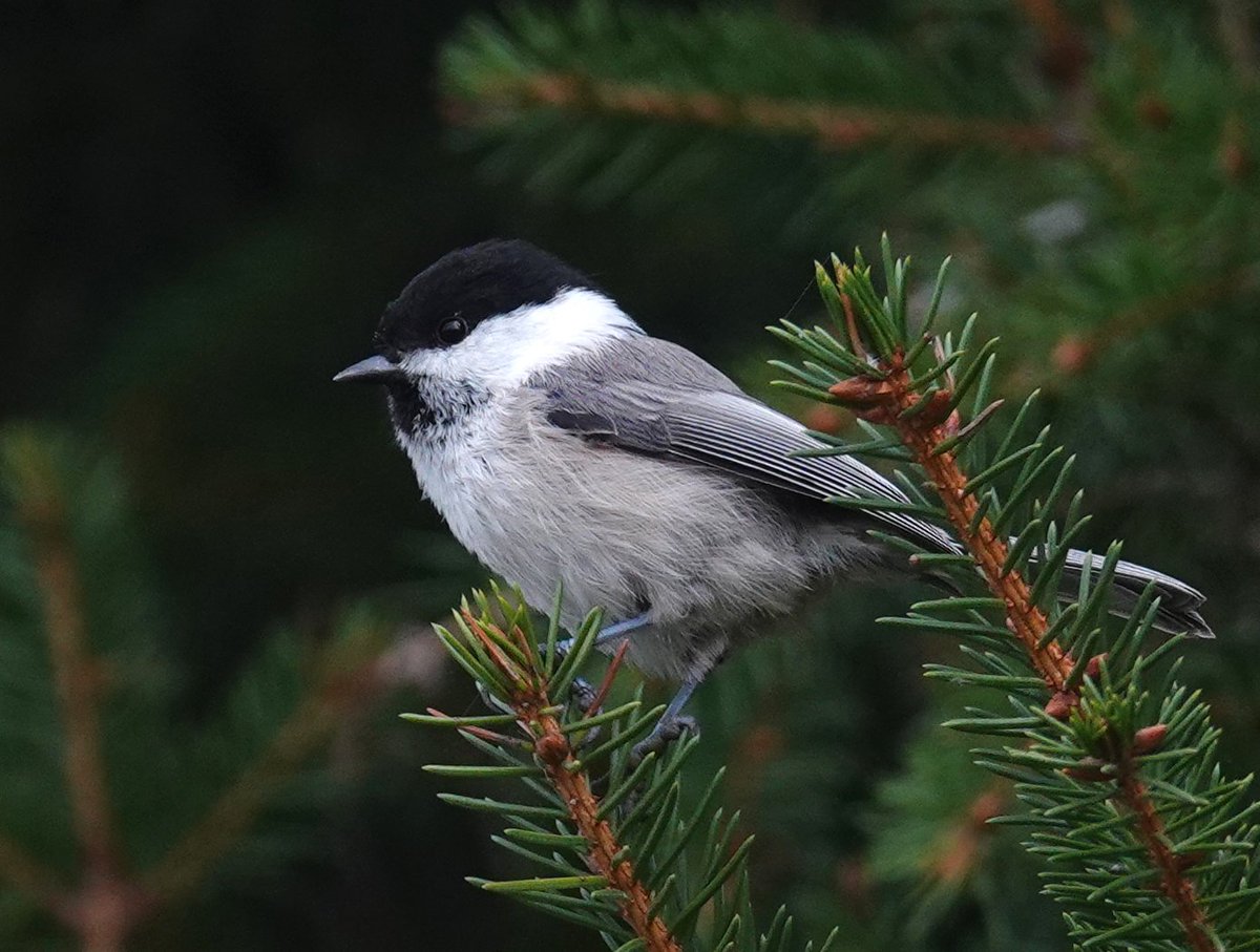 Neil Donaghy tweet media