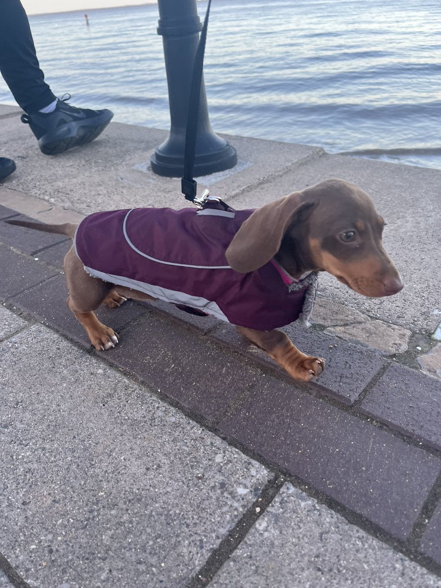Happy Monday! 🐶🤎 #sausagedog