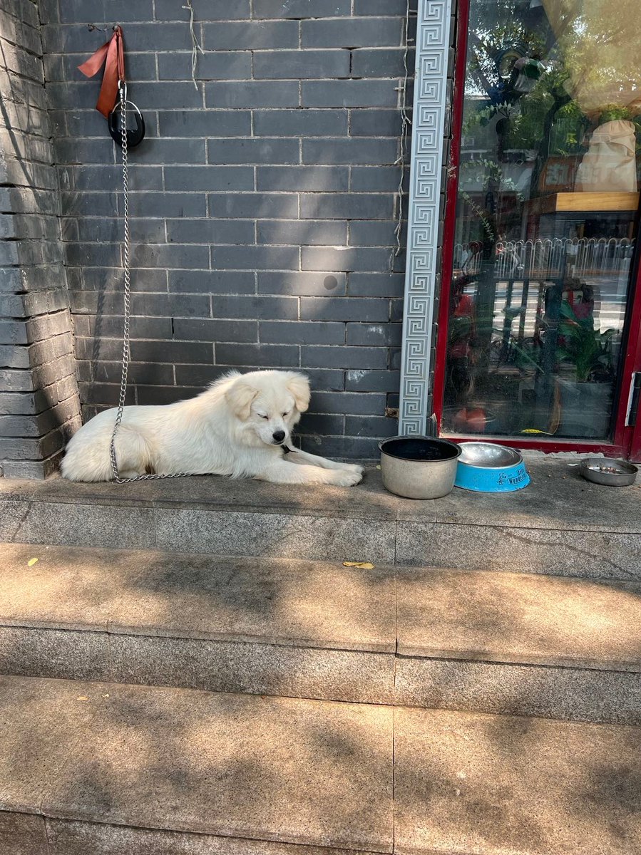 petpetloves's tweet photo. Me in workdays be like: 😪

#petperloves #dogs #dog #puppy #doglover #dogoftheday #doglovers #doglife #pets #puppylove #puppies #pet #dogsofinsta #cute #doggo #animals #ilovemydog #cats #doglove #workdays #Monday #mondaythoughts https://t.co/ANy4bV9bDV