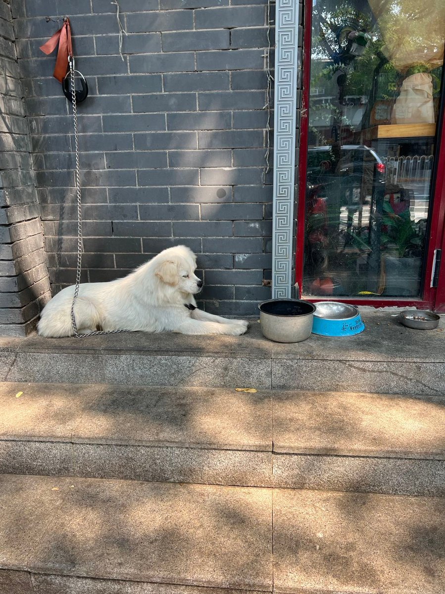 petpetloves's tweet photo. Me in workdays be like: 😪

#petperloves #dogs #dog #puppy #doglover #dogoftheday #doglovers #doglife #pets #puppylove #puppies #pet #dogsofinsta #cute #doggo #animals #ilovemydog #cats #doglove #workdays #Monday #mondaythoughts https://t.co/ANy4bV9bDV