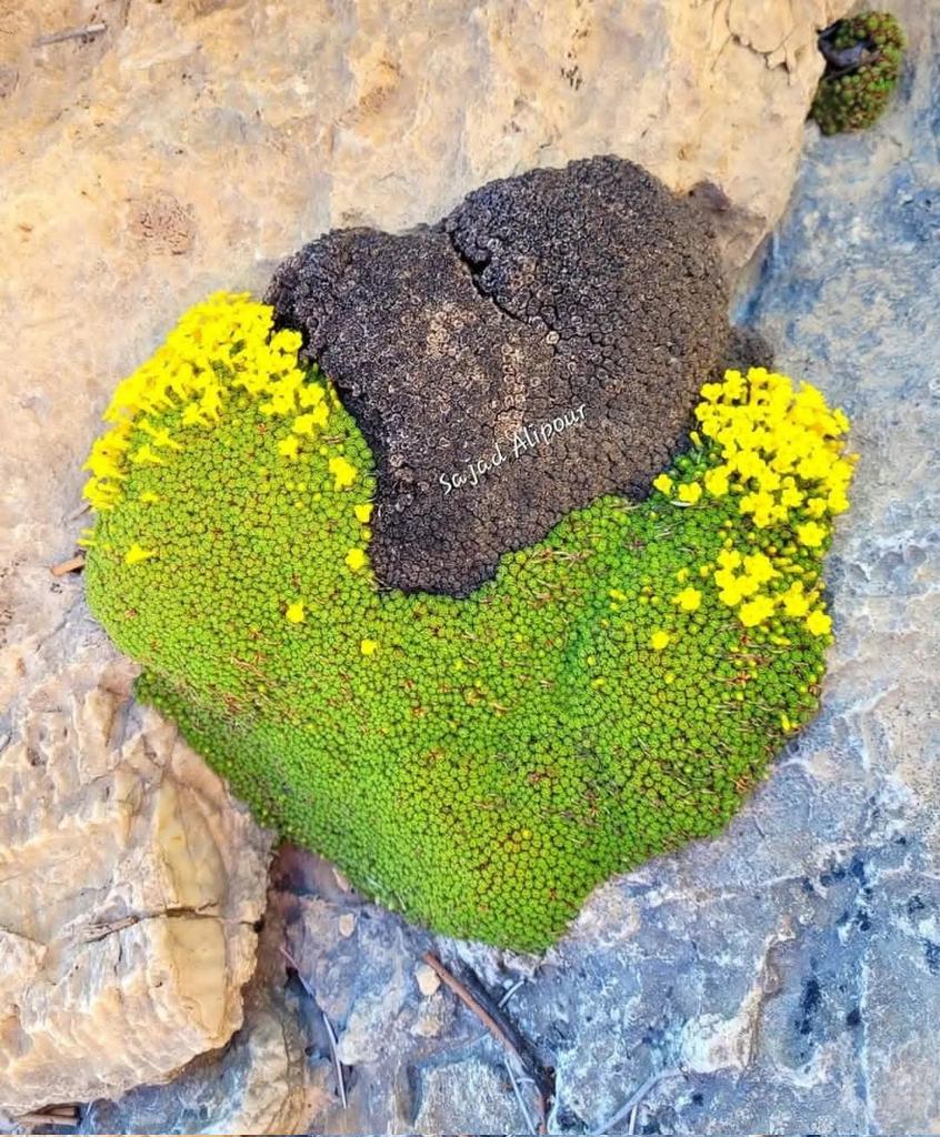 SajadAlipour98's tweet photo. Dionysia species
The beating hearts of Zagros mountains, Iran
Feb-April 2022
#Dionysia #Primulaceae #wildflower #nature #alpineplant #GardenersWorld #gardening #nursery #wildlife #biology #photography #mobilephotography #botany #forest #vacation #horticulture #WomanLifeFreedom https://t.co/JNbvTzeJdZ