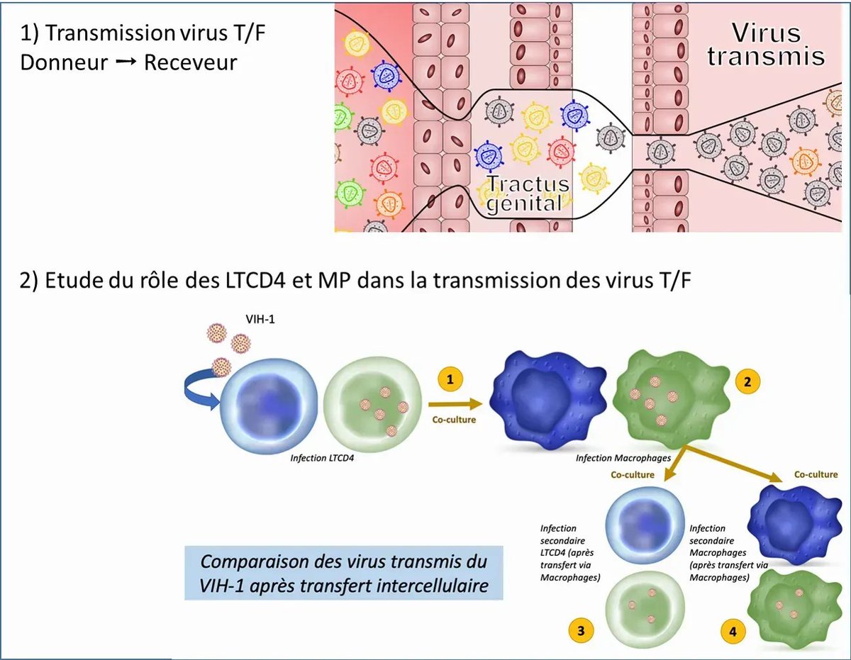 Bravo au Dr Mélanie Bouvin-Pley de l'équipe MAVIVH, dont le projet sur le rôle des macrophages dans la dissémination du VIH-1 est financé par l'ANRS! 👋 
buff.ly/3MIMKN9
