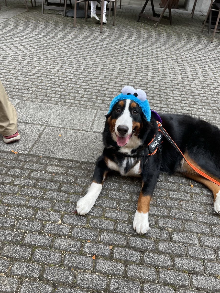 エルはお友達のを借りて、
ワンポイントコス🐶

#ハロウィン #Halloween2022 
#星野リゾート #リゾナーレ八ヶ岳
#バーニーズマウンテンドッグ