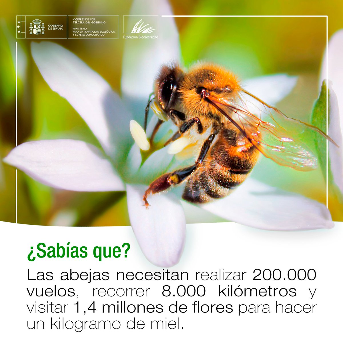 FBiodiversidad's tweet photo. En los escasos 50 días que vive una abeja obrera:
📏 Recorre unos 40 km 
💨 A una velocidad media de 22 km/h
🌸Visita unas 7.200 flores 
🥄 Para fabricar 5 gramos de miel

Por lo que se necesitan 200 obreras para reunir 1 kg de miel 🐝🍯 https://t.co/kTnfOpQaUw