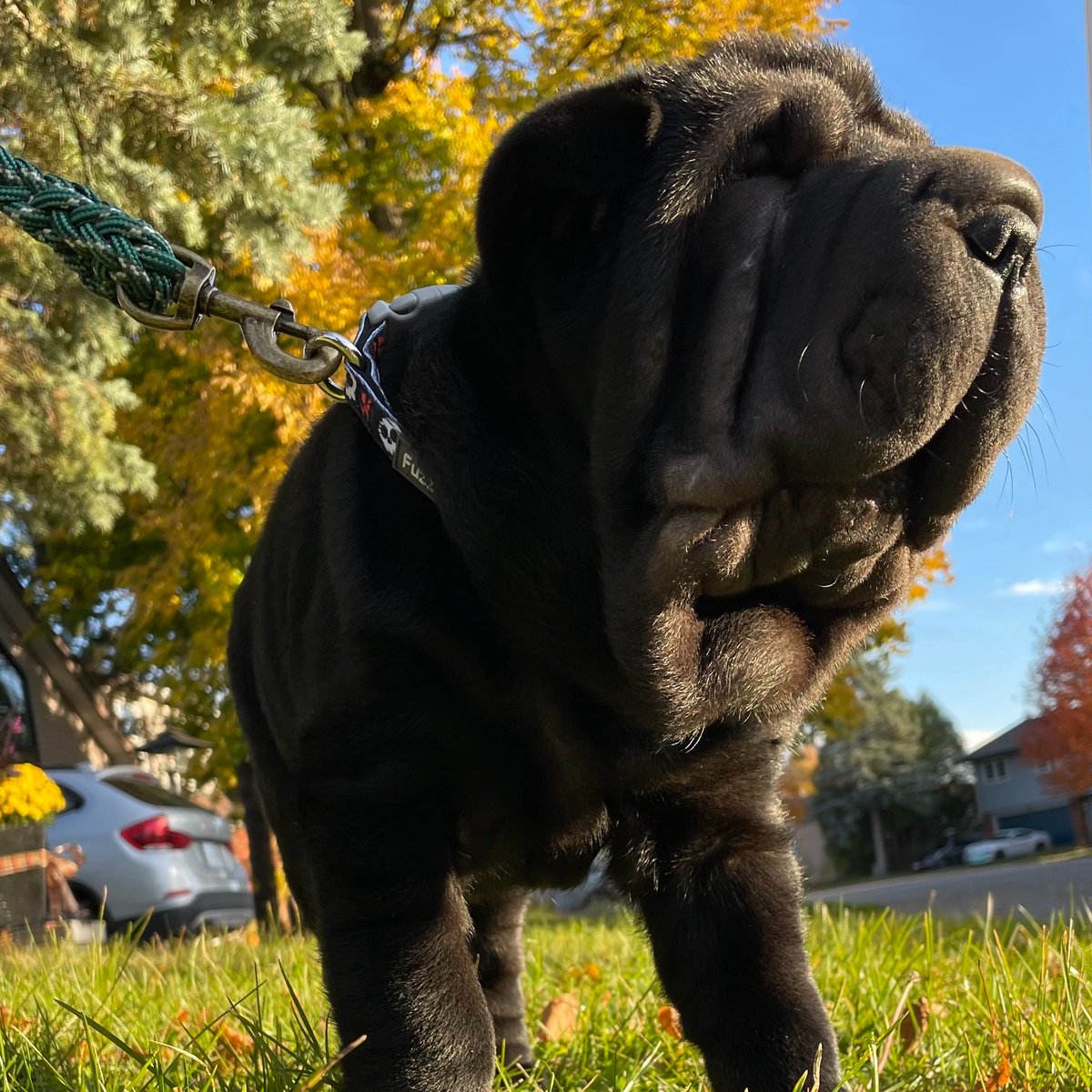 It was a great canvassing day yesterday in #Barrhaven East where we were joined (for a few doors) by our newest volunteer recruit, my new pup Marvin! Sadly his canvassing training went in one ear &amp; out the other. He mostly just went around cuddling &amp; trying to eat the flyers. 🤣