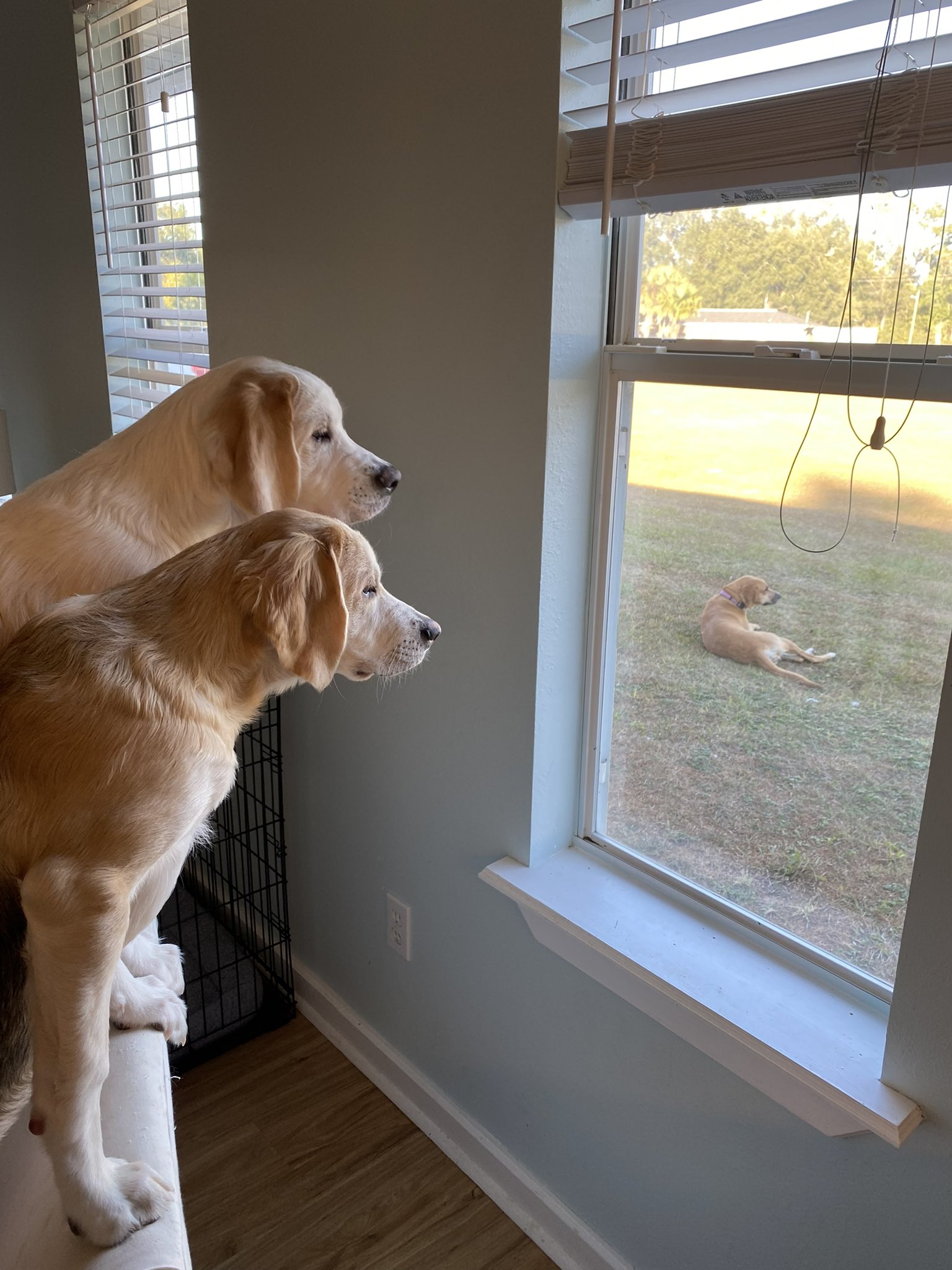 Catturd ™ on Twitter "Monkey and Wiggles watching momma Sweetie