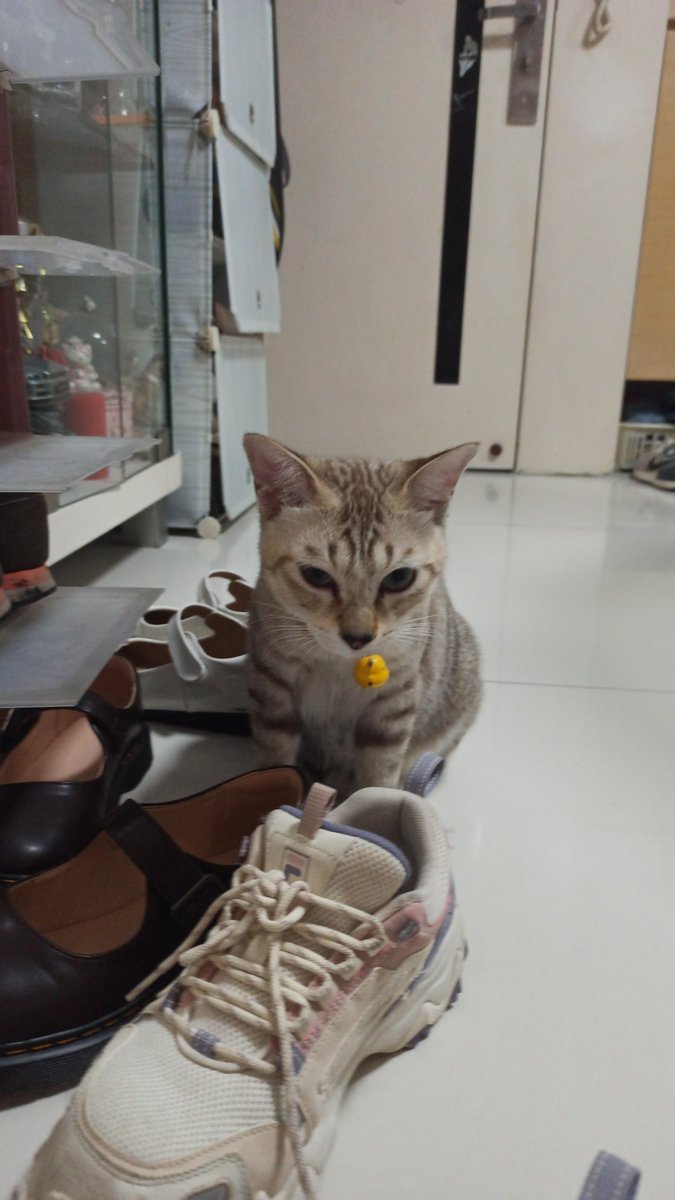 totes did not try to eat the shoes