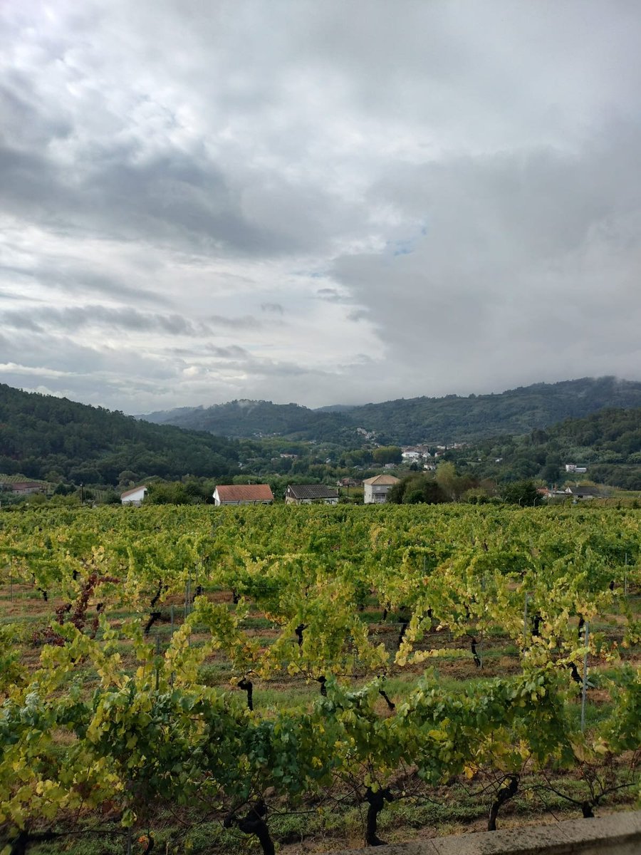 D.O. Ribeiro tweet media