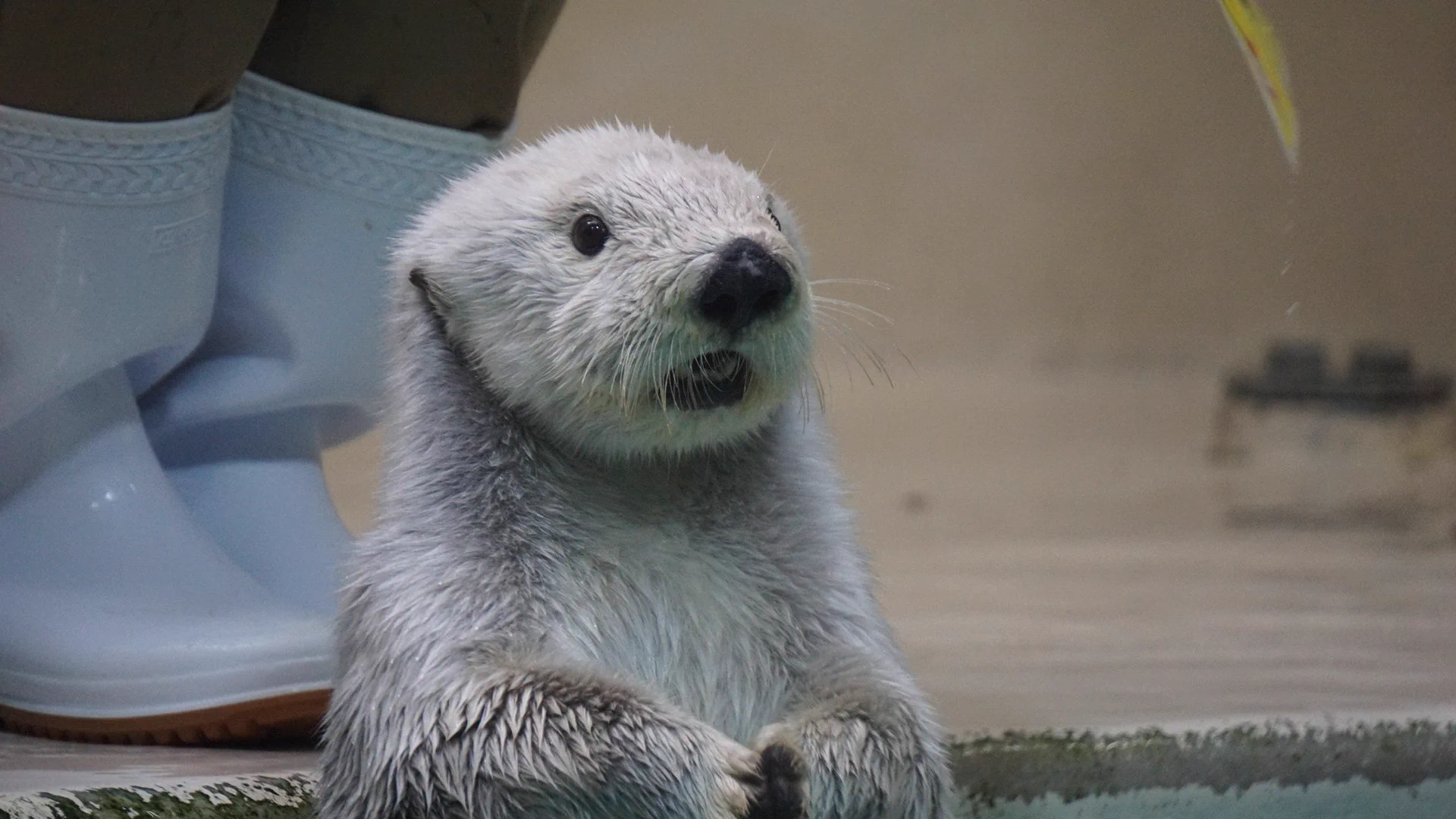鳥羽水族館（TOBA AQUARIUM） on X: 