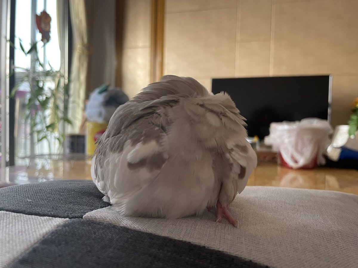 Aredlac's tweet photo. my bird (she looks so round https://t.co/qOgBw148ja