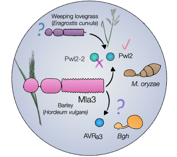 Excited to share our work with @helenbrabs showing multiple pathogen recognition by the CC-NLR Mla3 from barley! A 🧵with the main results👇 #PlantImmunity #PlantSci 
Barley MLA3 recognizes the host-specificity determinant PWL2 from rice blast (M. oryzae) biorxiv.org/content/10.110…