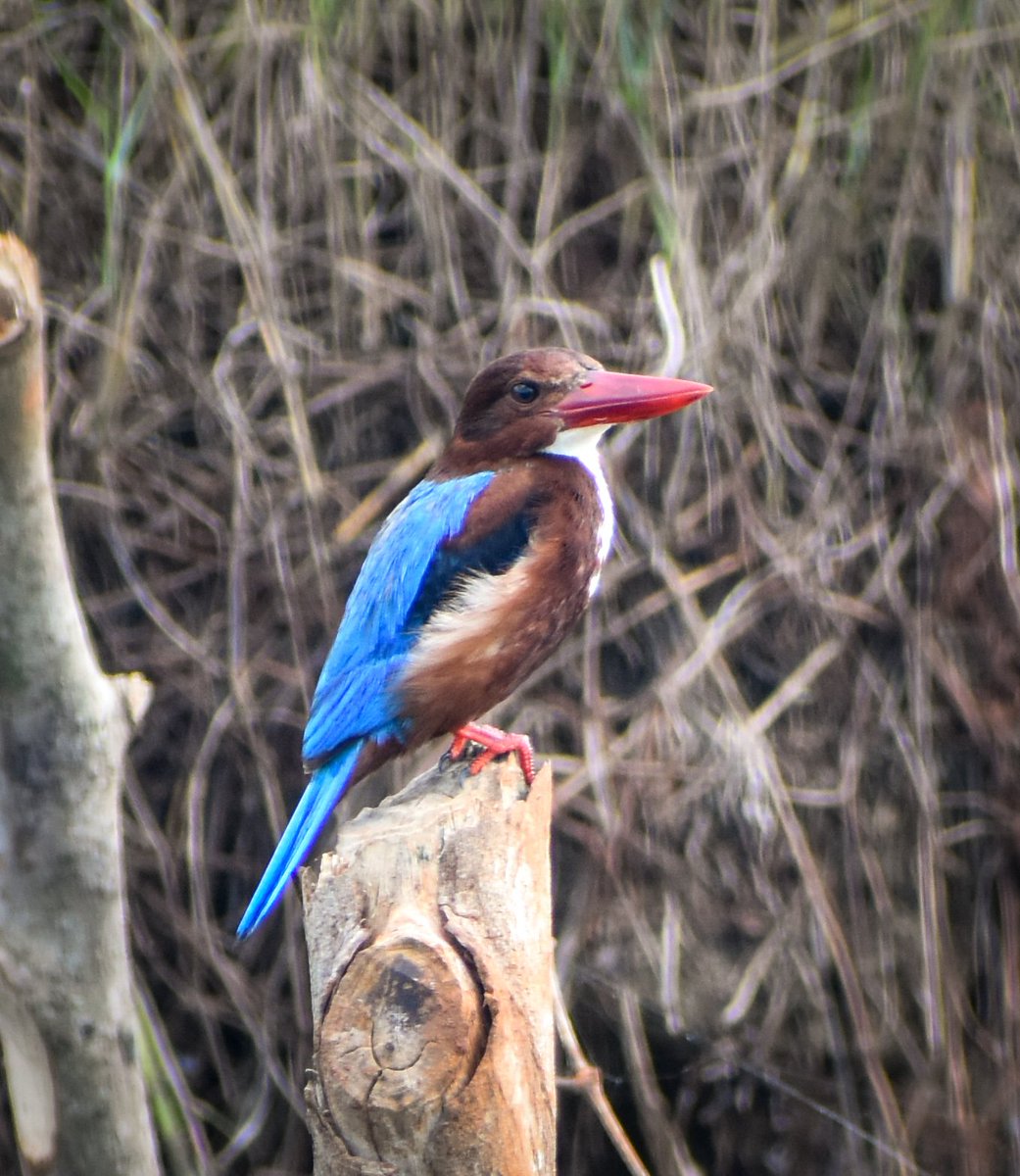 𝒲𝒽𝒾𝓉ℯ-𝓉𝒽𝓇ℴ𝒶𝓉ℯ𝒹 𝒦𝒾𝓃𝑔𝒻𝒾𝓈𝒽ℯ𝓇, 𝒢ℴ𝒶

#IndiAves #BirdTwitter #birdphotography #ThePhotoHour #BirdsofGoa