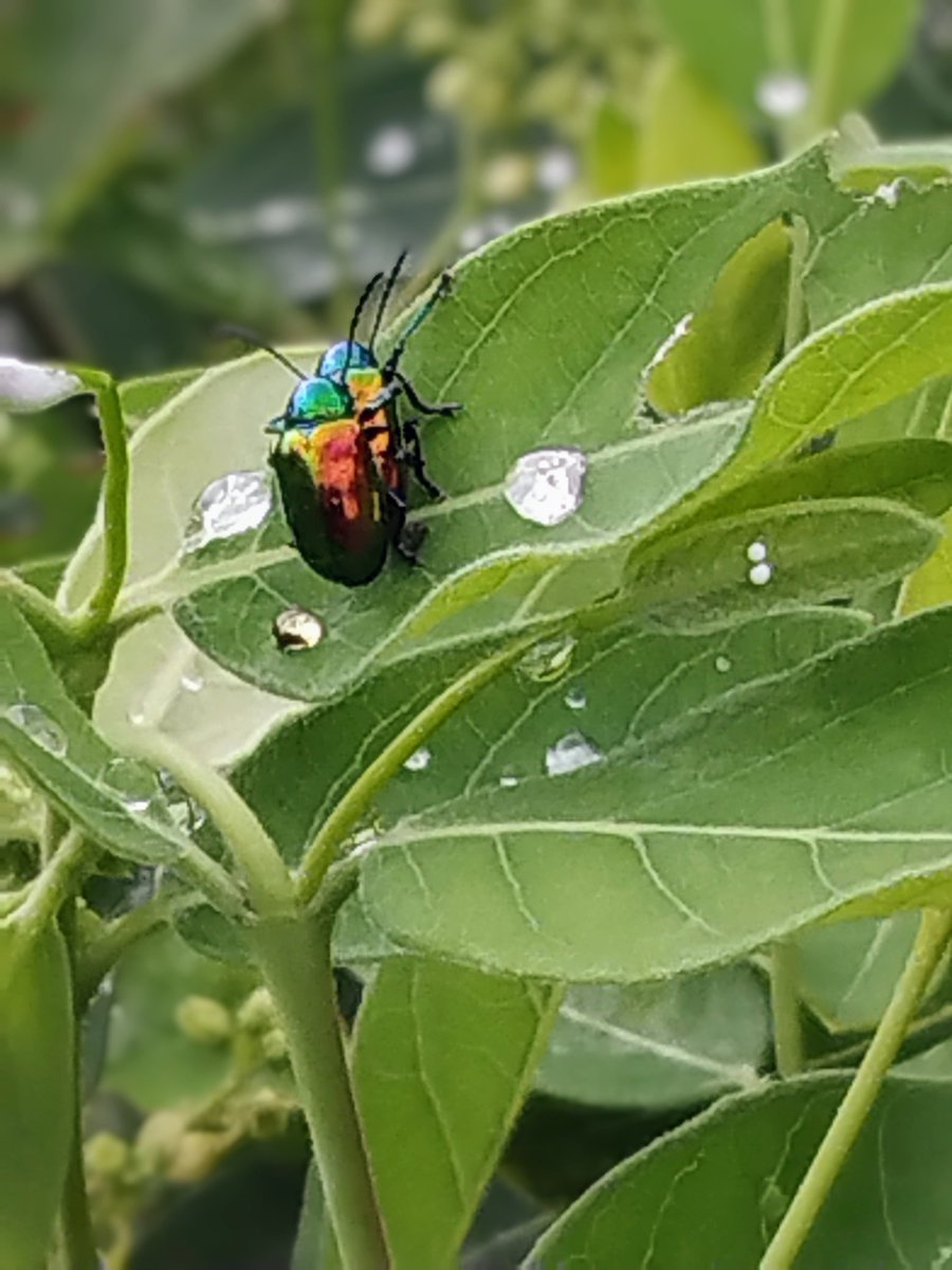 BillMcCafferty9's tweet photo. #MatingMonday #Insex #bugporn https://t.co/gUPofjUjn0