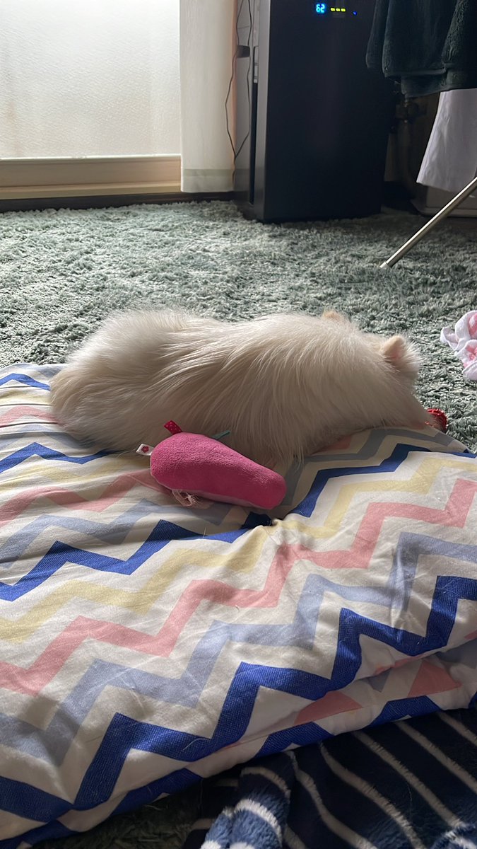 p_motion_lab's tweet photo. 小さい奴😴が昼寝中、 https://t.co/1wToqBIEmA