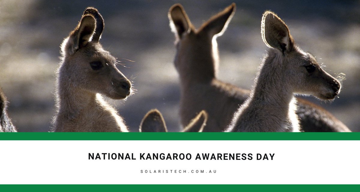 This National Kangaroo Awareness Day, let us pledge to make this planet a better place for kangaroos. Warm wishes to you all from Solaris Tech. 

#NationalKangarooAwarenessDay #KangarooAwarenessDay    #ProtectKangaroos #WildlifeProtection #KangarooAwareness #Kangaroo