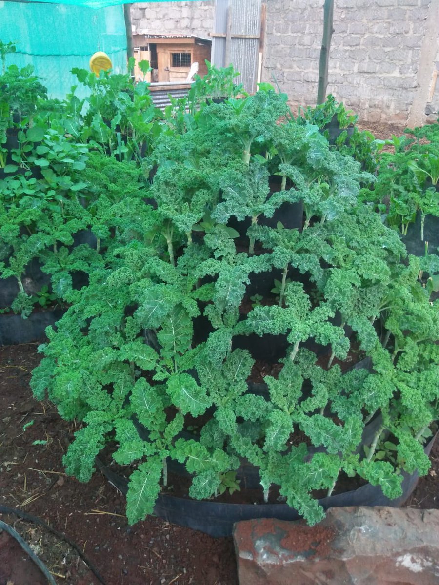 mkulimayoung's tweet photo. In rural areas, vegetable #gardens can enhance food availability &amp; generate additional income for farmers. 

We are supporting community gardens to meet short term hunger gaps while helping households build resilience against future stresses.

#MkulimaYoung https://t.co/h519ypXuiE