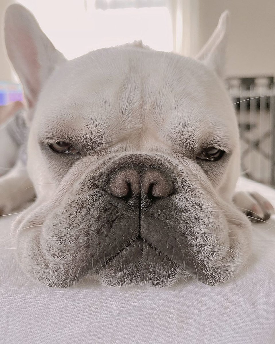 How cute 🥰🥰
#frenchbulldogs #Bulldogs #ArshadSharif #Bulldogsoftwitter