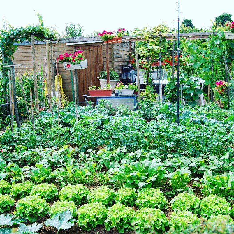 In rural areas, vegetable #gardens can enhance food availability &amp; generate additional income for farmers. 

We are supporting community gardens to meet short term hunger gaps while helping households build resilience against future stresses.

#MkulimaYoung