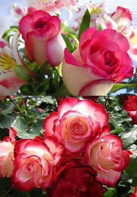 Sharmin79686393's tweet photo. #flowers #flower #flowerstagram #flowerpower #flowersofinstagram #flowerslovers #floweroftheday #flowermagic #flowercrown #flowergirl #flowerlovers #flowertattoo https://t.co/hKB58nXRHy