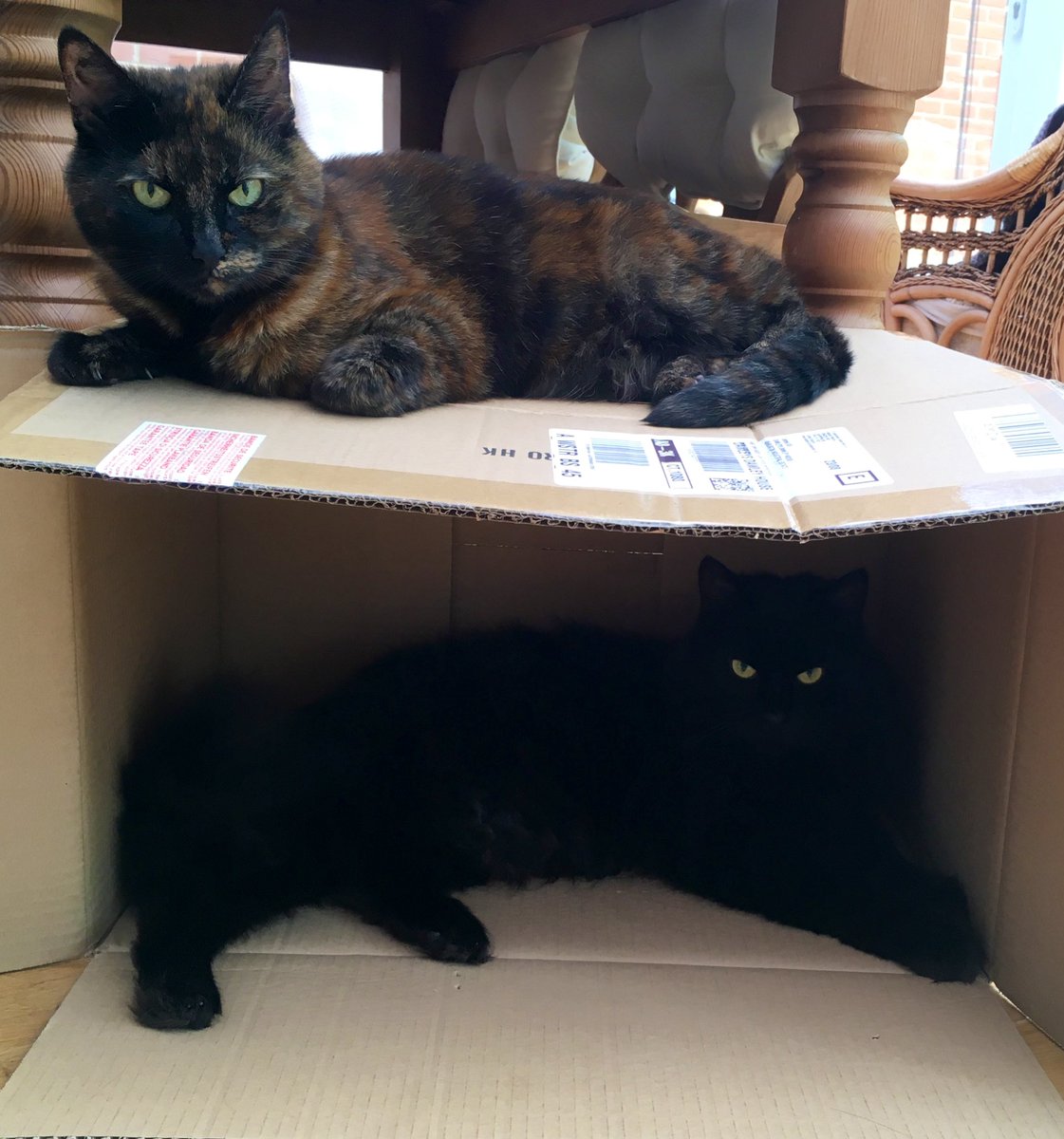 holly_f_b's tweet photo. @newstartcats Digsy and Lyla… both adopted from @newstartcats showing how a cardboard box can be a bunkbed (the superior choice to the multiple cat beds purchased) 📦🐈‍⬛🐈 https://t.co/lRmkRWegJS