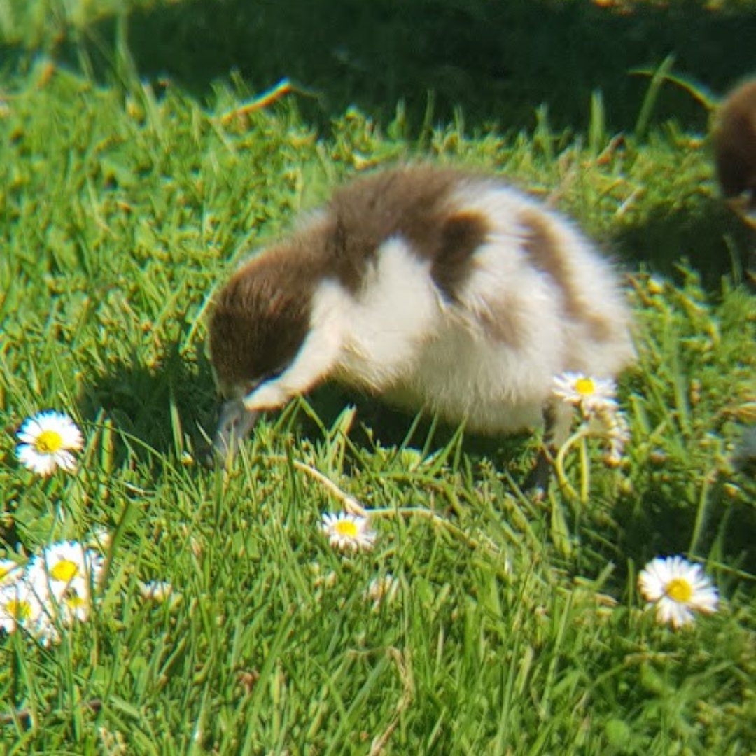 Paradise Shelduck for Bird of the Year tweet media