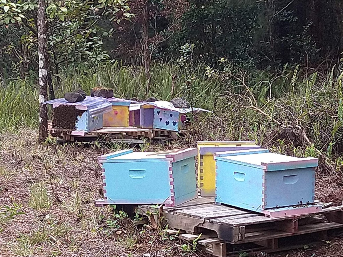 FinallyProduce's tweet photo. Here in hawaii at our hives in the avacado orchard are looking strong and healthy. Soon we will have loads of organic avacado/wild orchid honey.

#beekeeperslife #beehives #savethebees #bees #beekeepers #bee #beekeeper #honeybees #honey #beehives  #polinators #apiculture https://t.co/rJaCQm45RE
