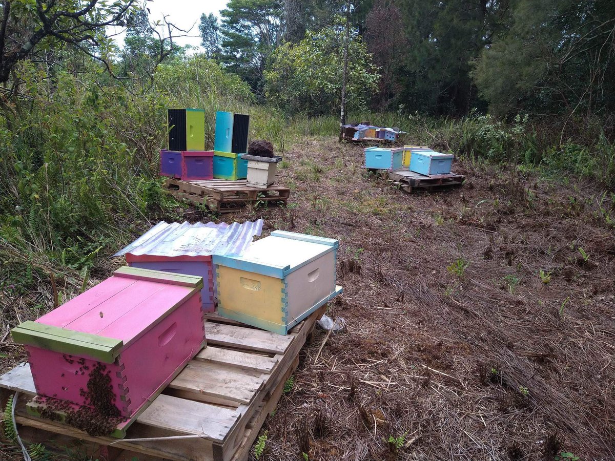 FinallyProduce's tweet photo. Here in hawaii at our hives in the avacado orchard are looking strong and healthy. Soon we will have loads of organic avacado/wild orchid honey.

#beekeeperslife #beehives #savethebees #bees #beekeepers #bee #beekeeper #honeybees #honey #beehives  #polinators #apiculture https://t.co/rJaCQm45RE