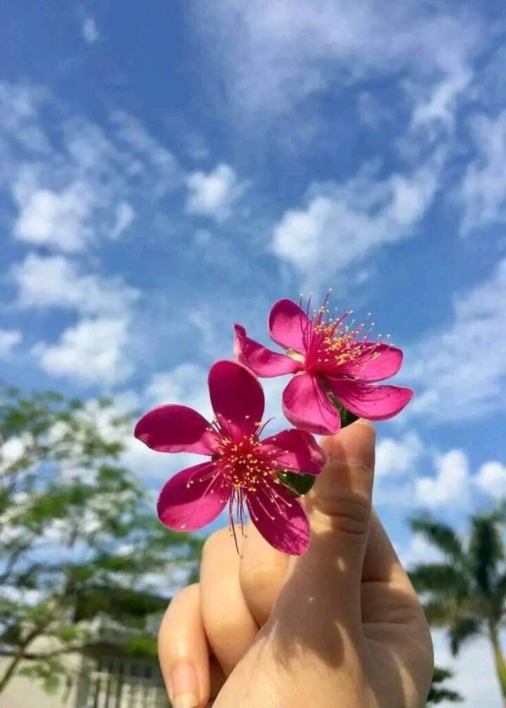 Sharmin79686393's tweet photo. #flowers #flower #flowerstagram #flowerpower #flowersofinstagram #flowerslovers #floweroftheday #flowermagic #flowercrown #flowergirl #flowerlovers #flowertattoo https://t.co/SgdLV8jLub